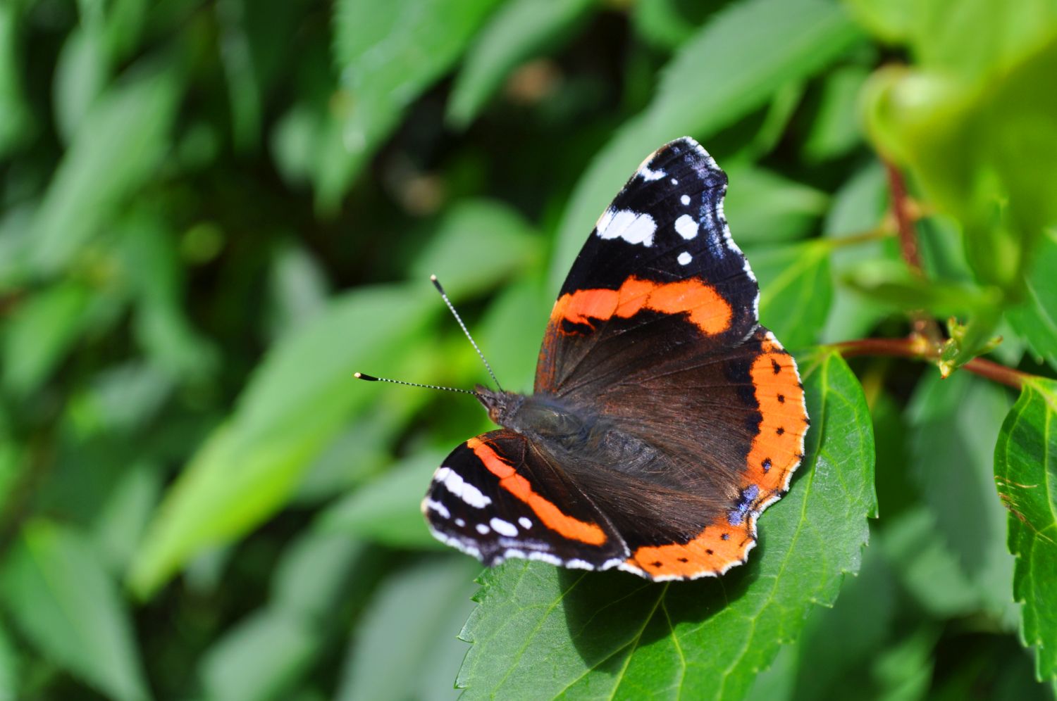Close up of a Red Admiral butterfly on a leaf