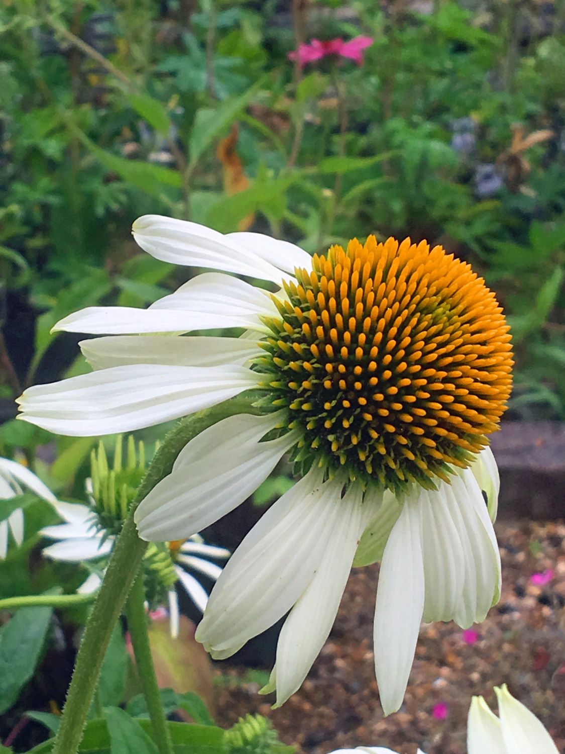 Large white Echinacea against a leafy background