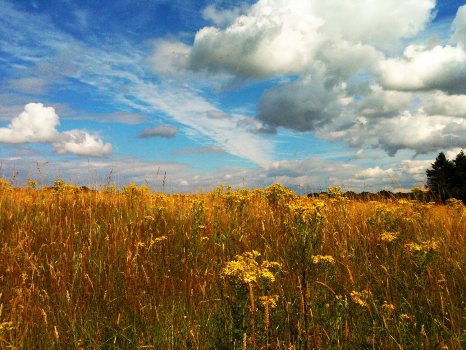 White clouds and blue sky over a cornfield
