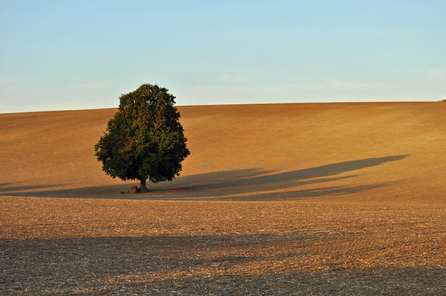 A lone tree casting a shadow over open ploughed fields